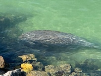 Manatee sighting from balcony