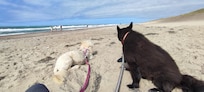 Schöner Strand , hundefreundlich, große Wellen direkt hinter dem Haus :-)