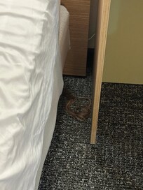 Hair piece between bed and bedside table