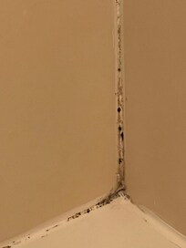 mold in shower