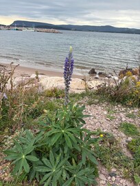 A short walk on the beach. I saw the whale watching zodiac dock after an afternoon trip out.