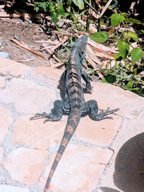 Black Iguana