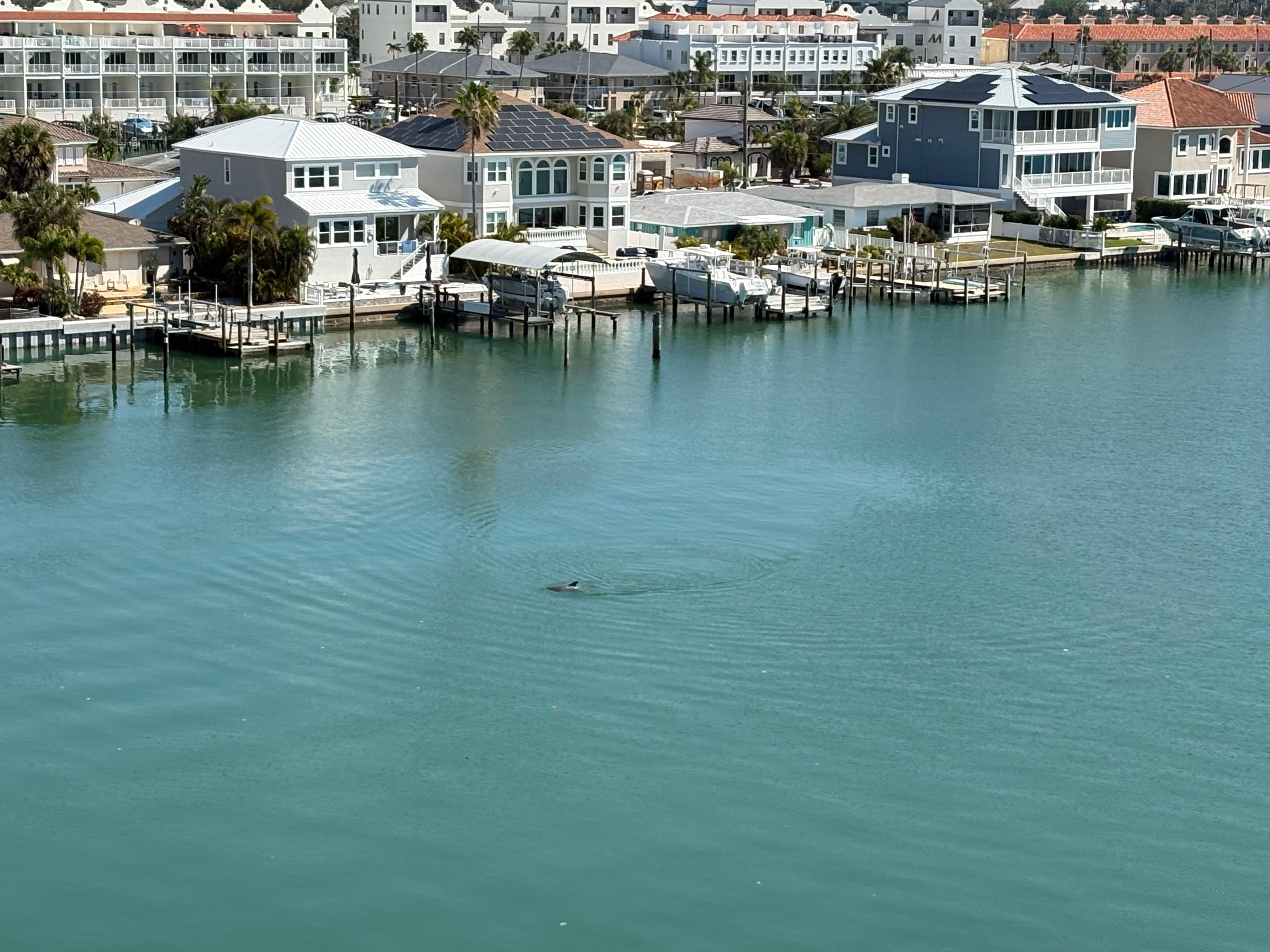 Dolphins outside our balcony 