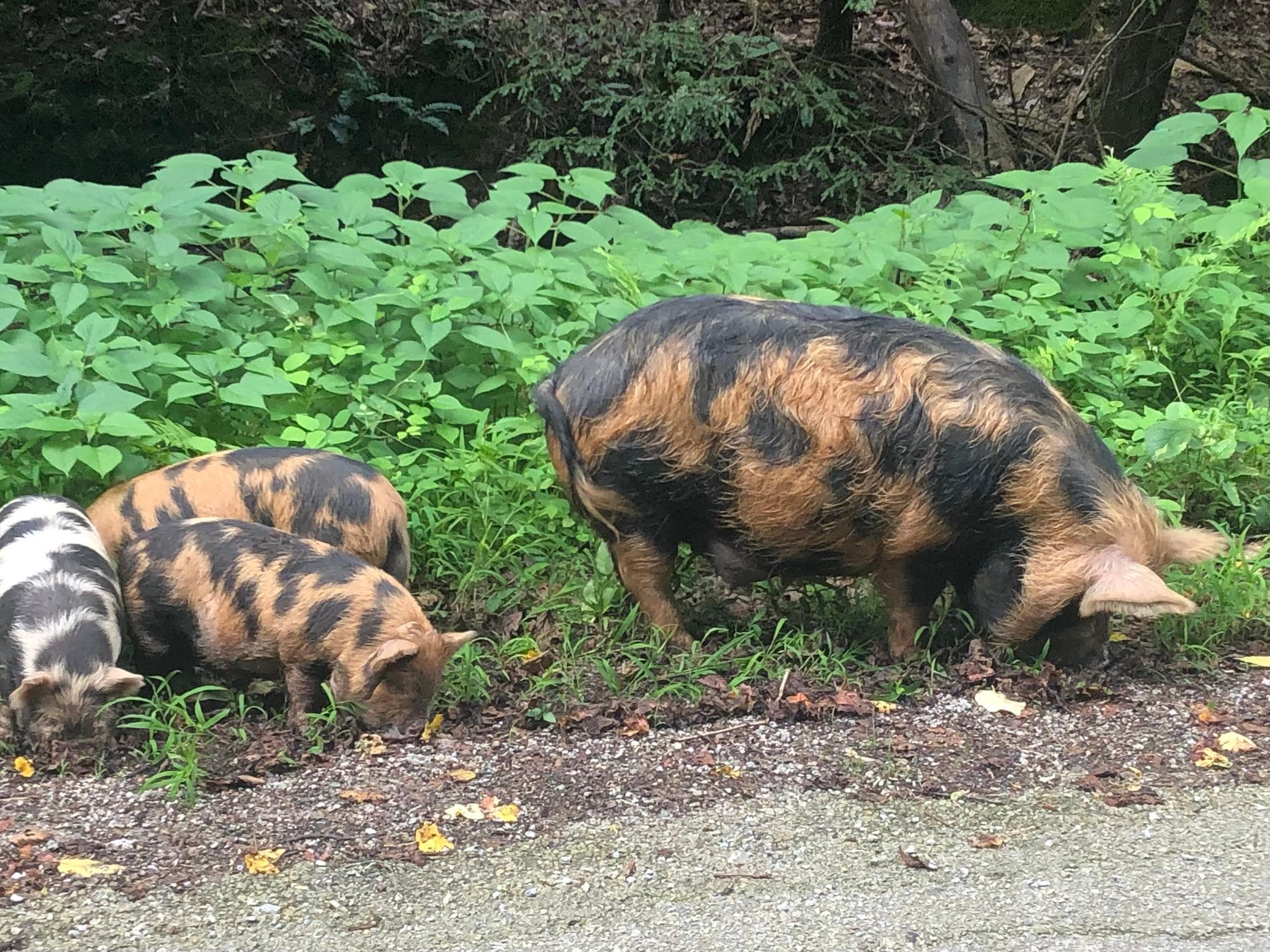 Beautiful pig neighbor 