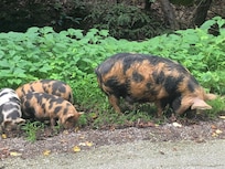 Beautiful pig neighbor