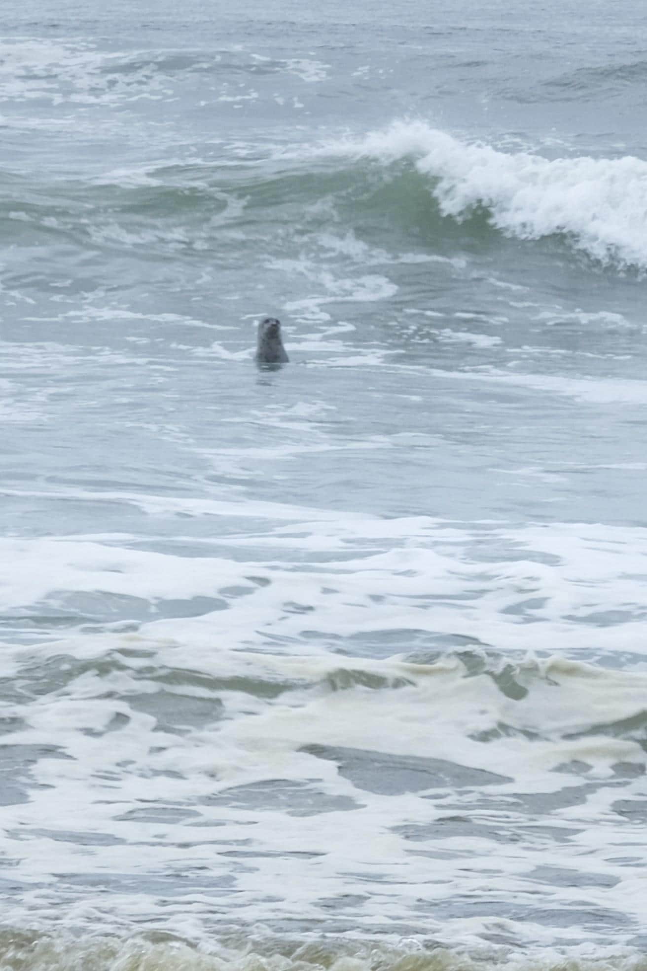 Harbor seal spy-hopping.  I counted 3 of them keeping an eye on me and my (leashed) dog
