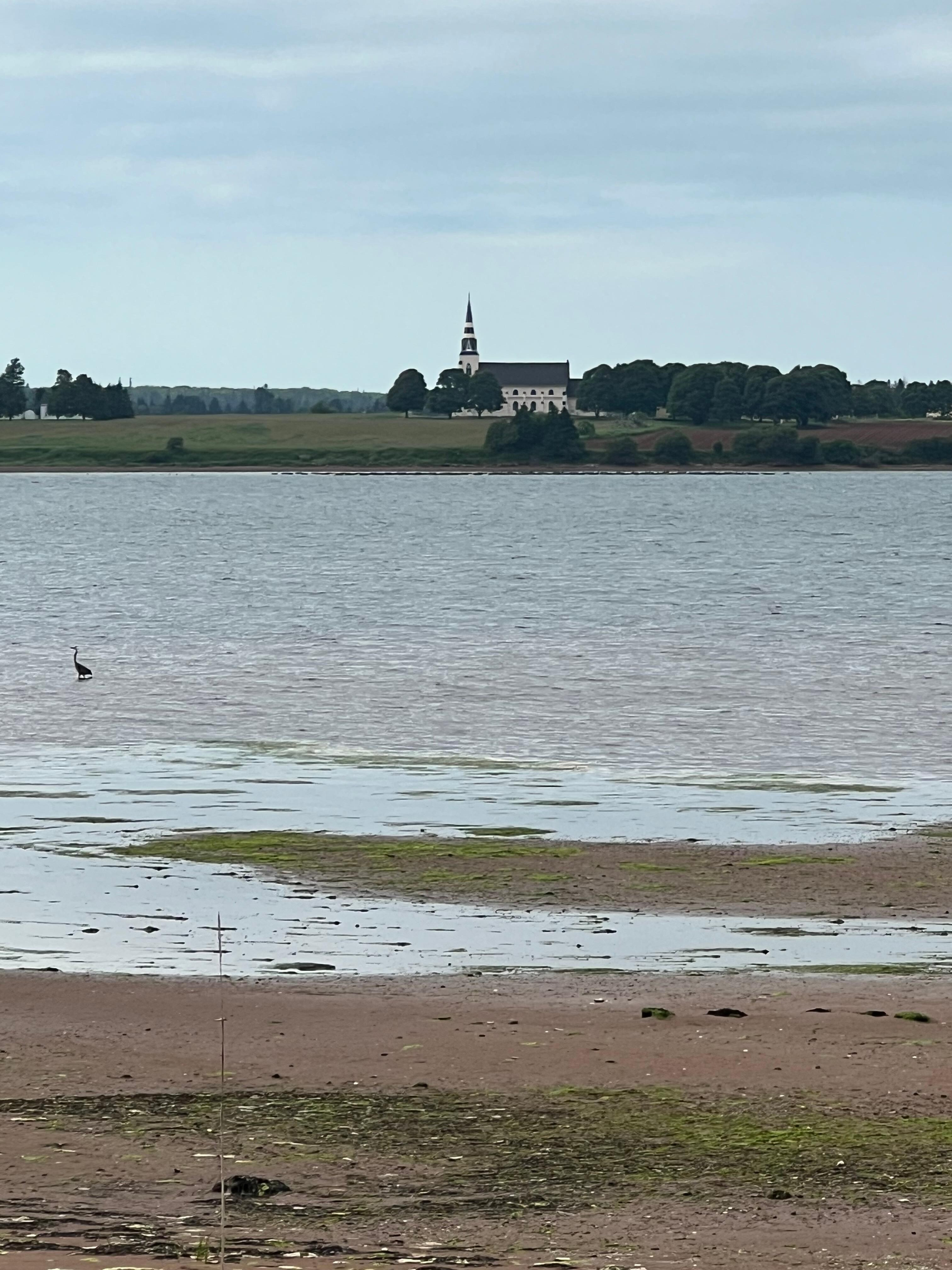 daylight view from the patio with heron, low tide