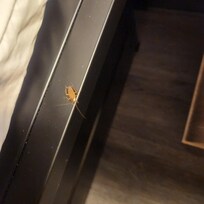 Roaches crawling on the bed with all the lights on.