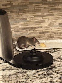 Mickey Mouse Christmas eve