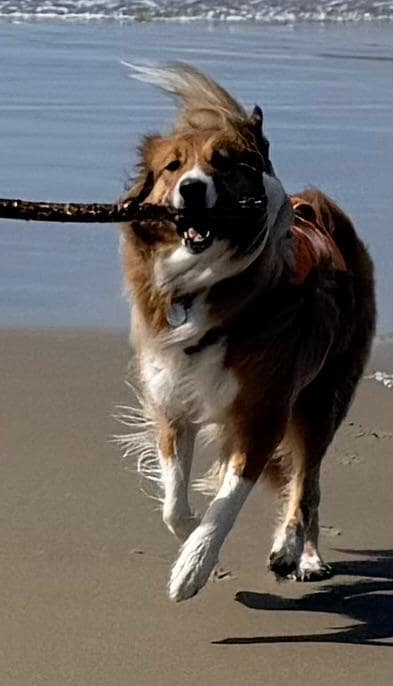Fun run on the beach.