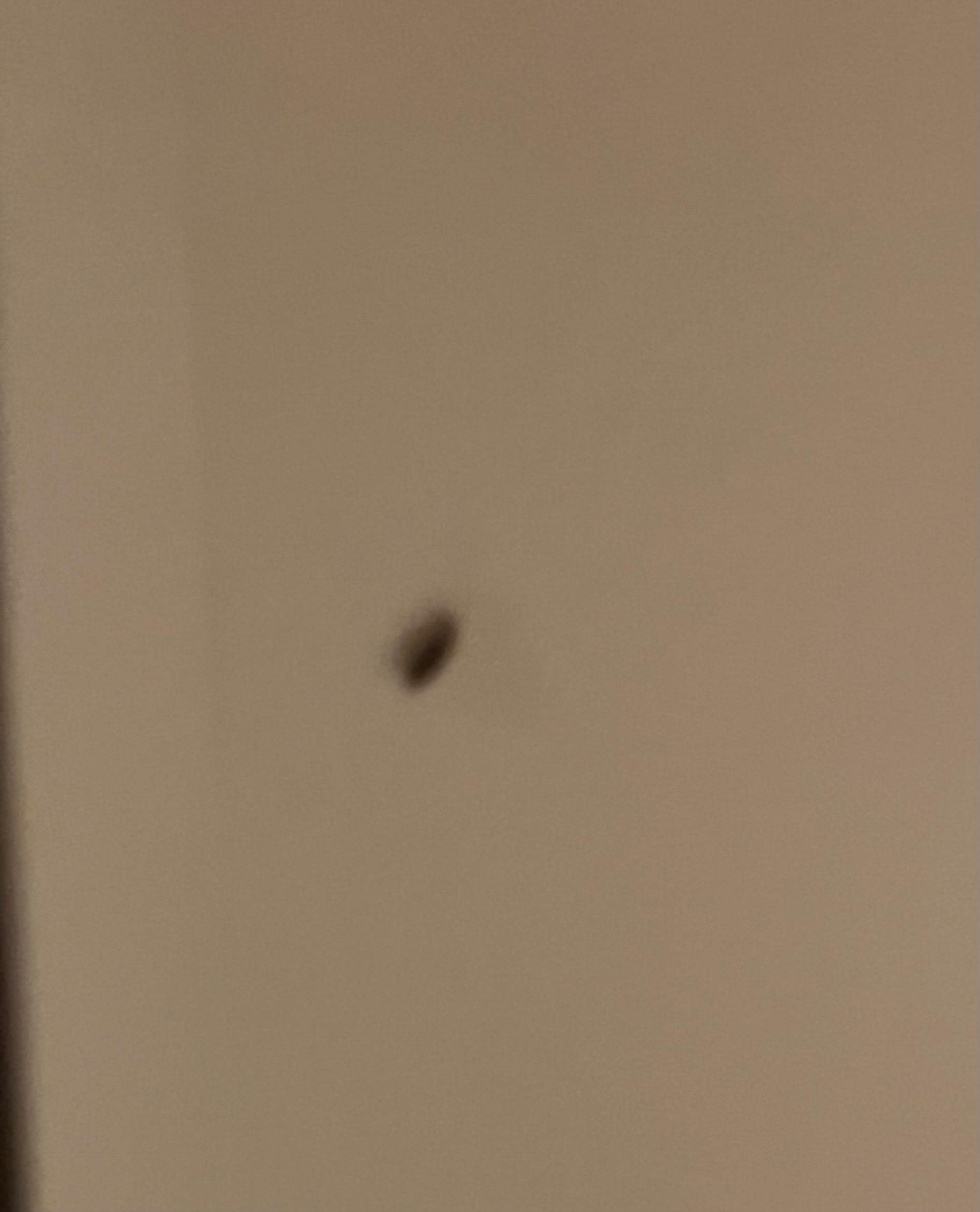 This is a roach found on my wall