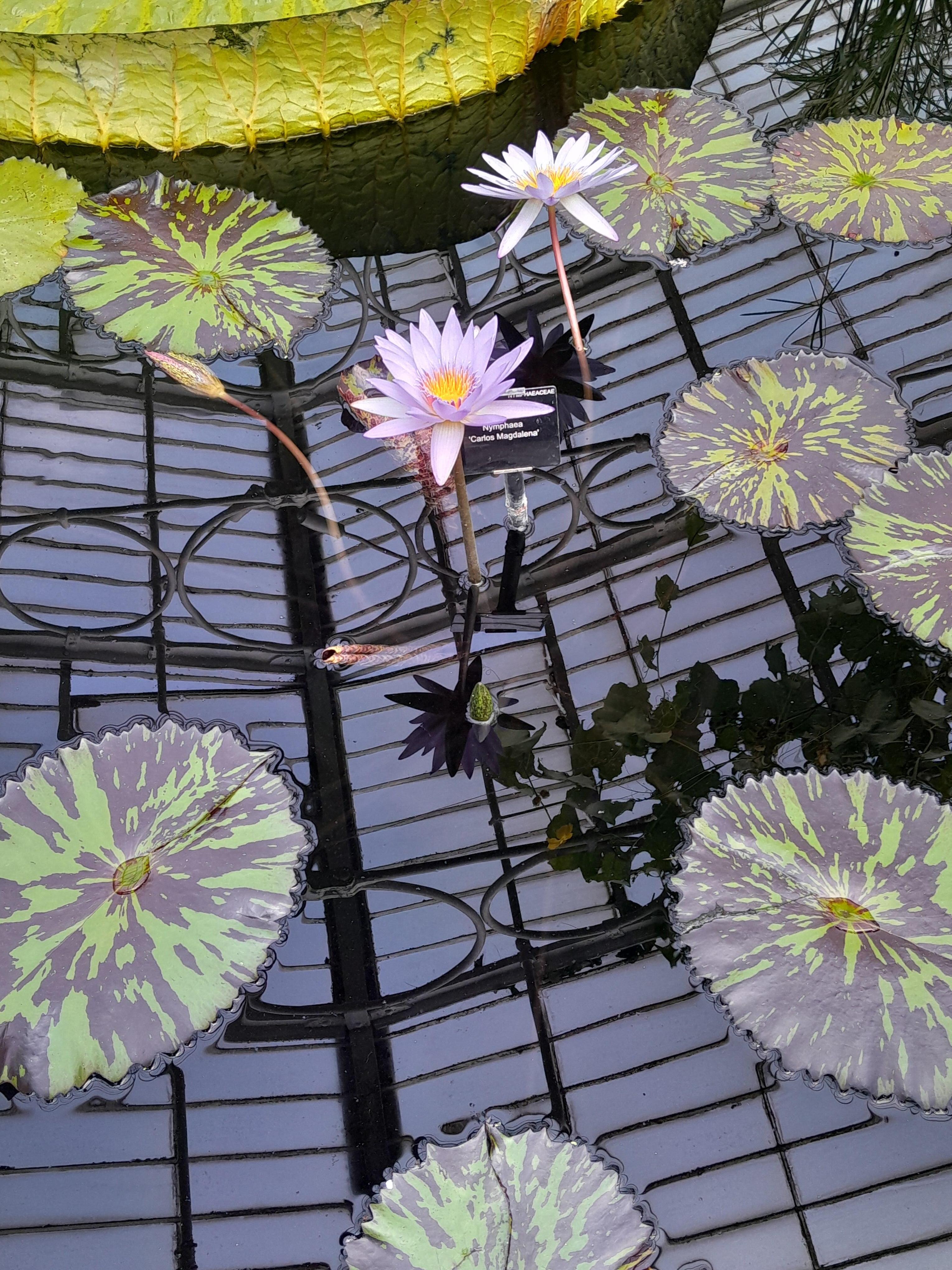 Kew garden 