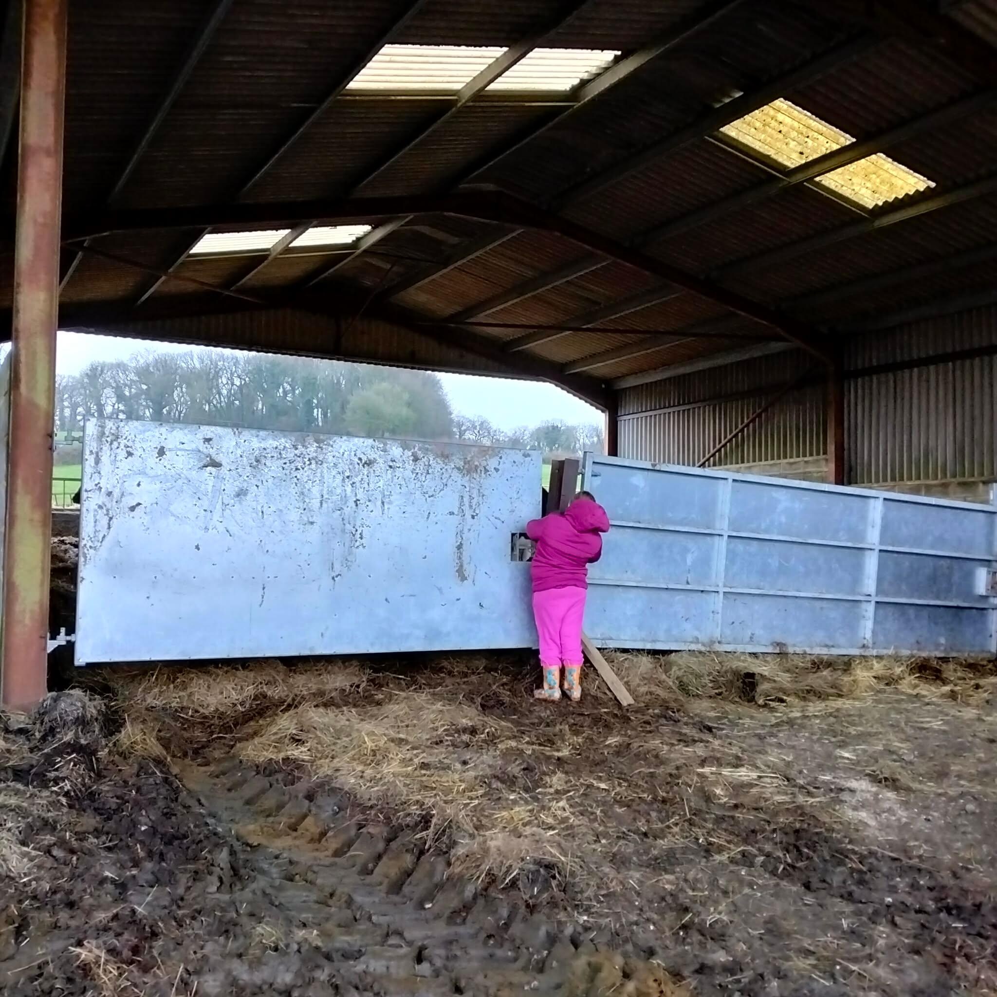 My daughter looking at the baby cow