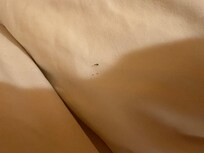 Bug on pillow