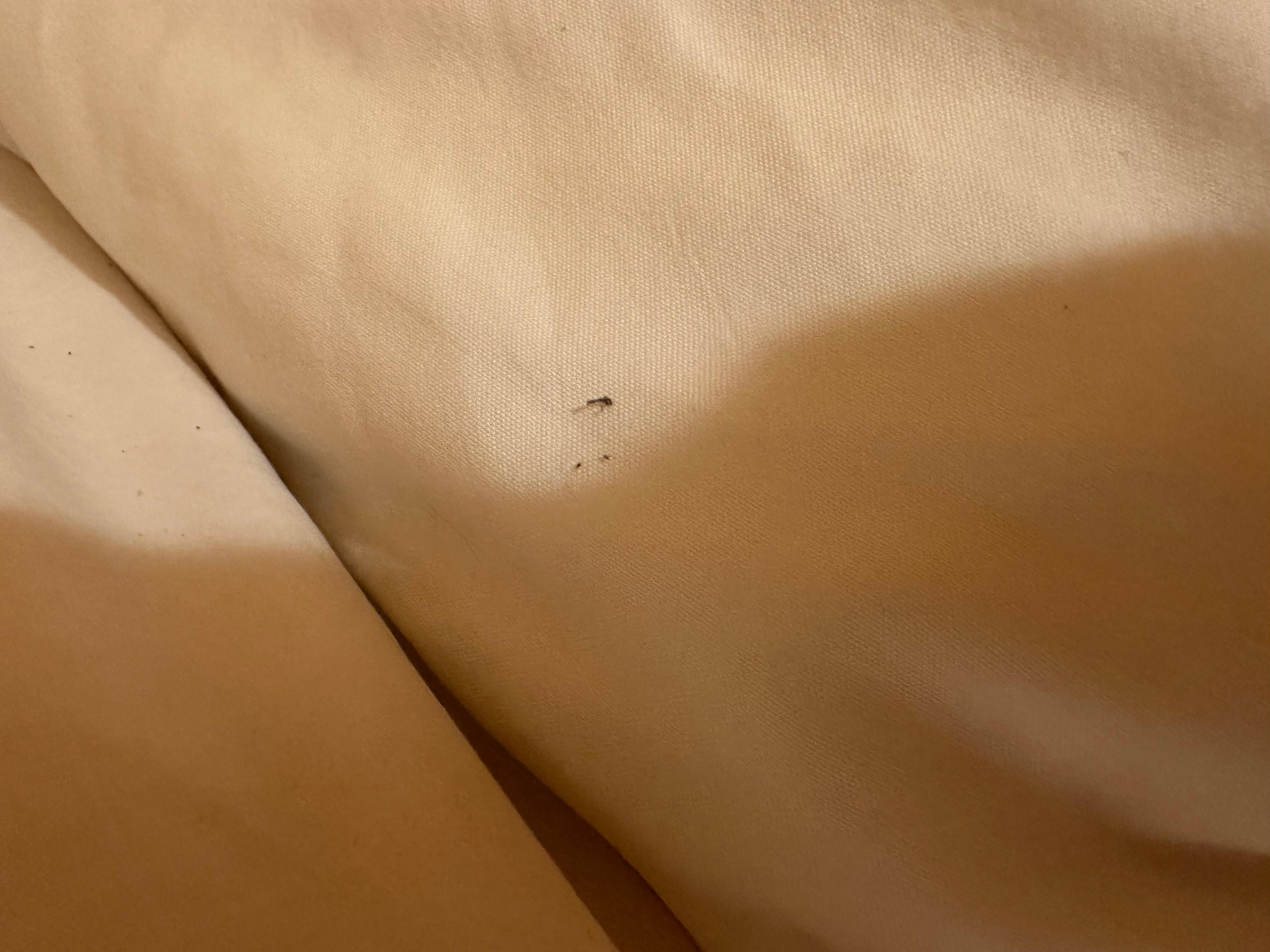 Bug on pillow