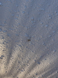 Spiders on the ceilings making webs