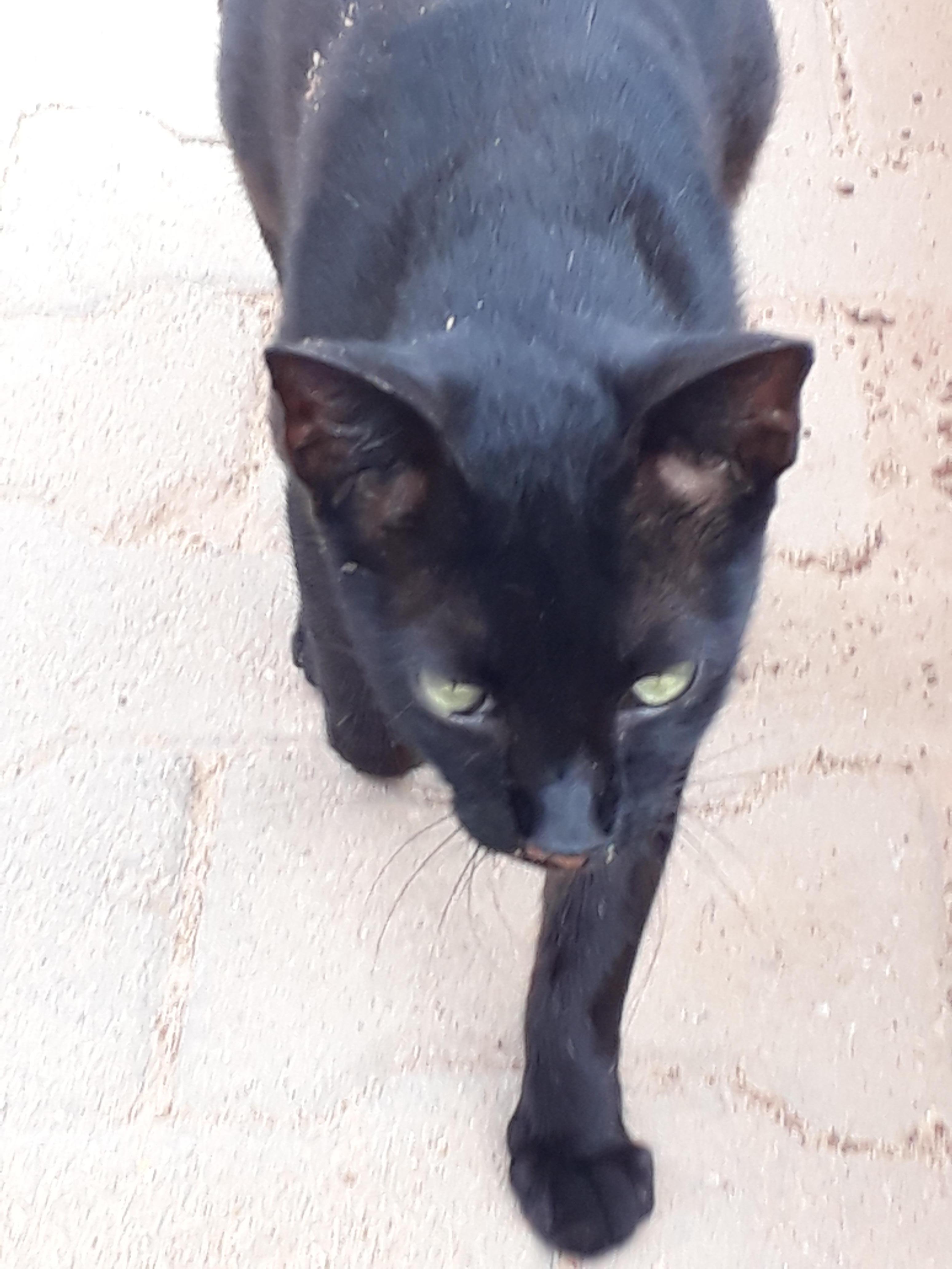 un des chats de l'hôtel qui boit avec sa patte du whisky coca, trop mignon!