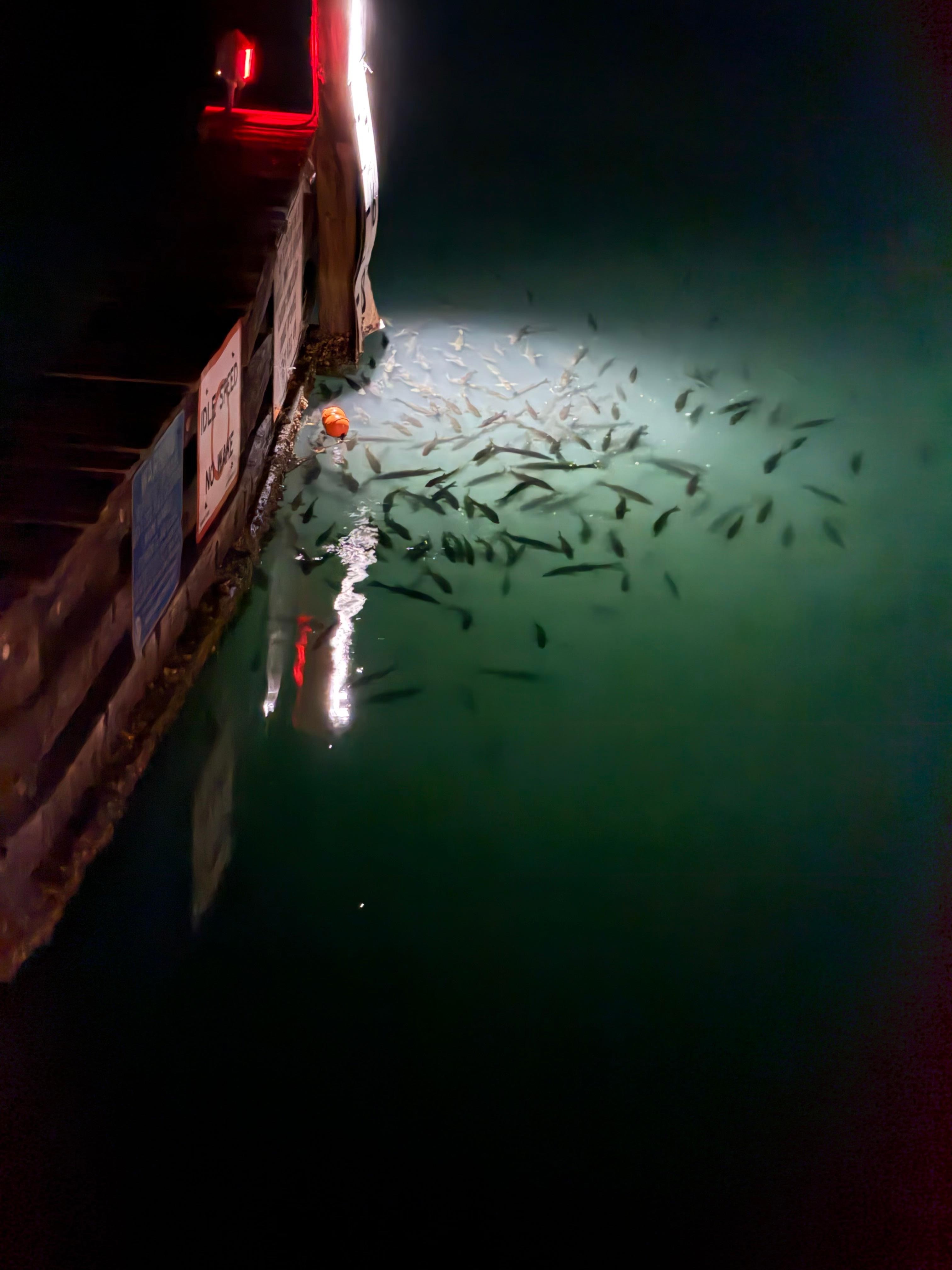 Fish attracted to the light