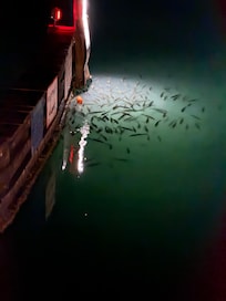 Fish attracted to the light
