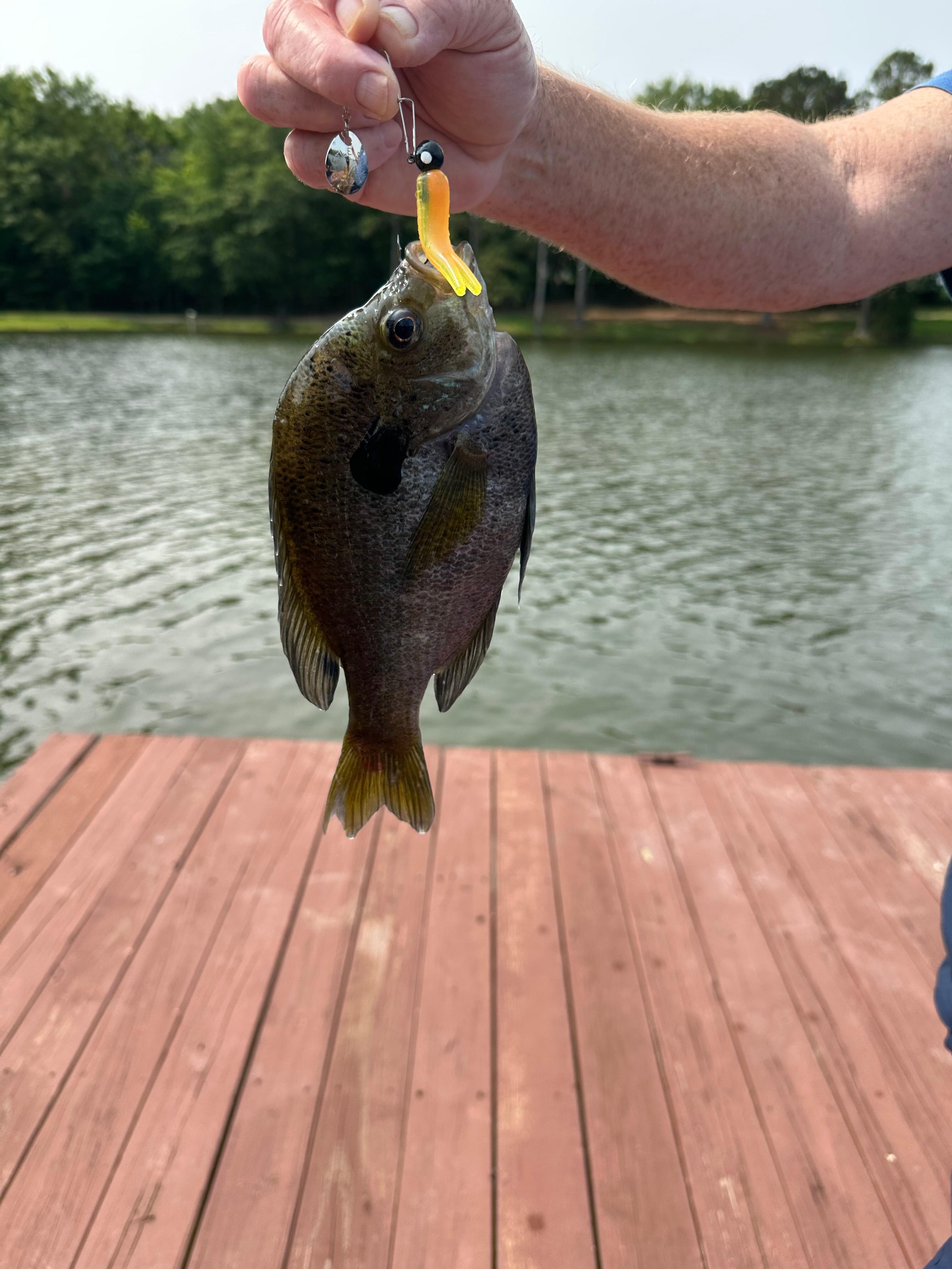 Blue Gill 