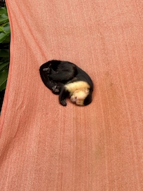 Capuchin monkey cuddled on roof
