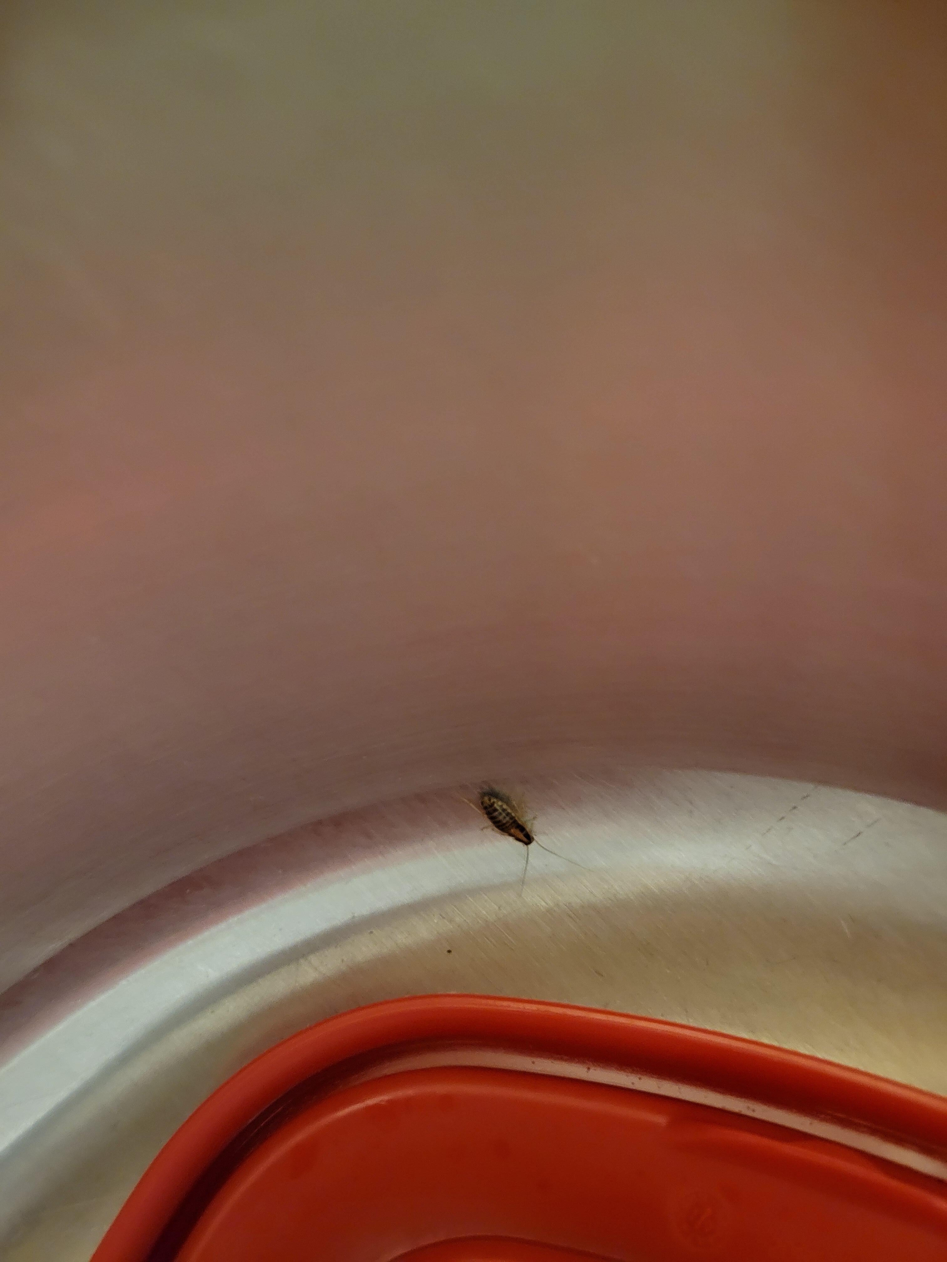 Roach in kitchen 