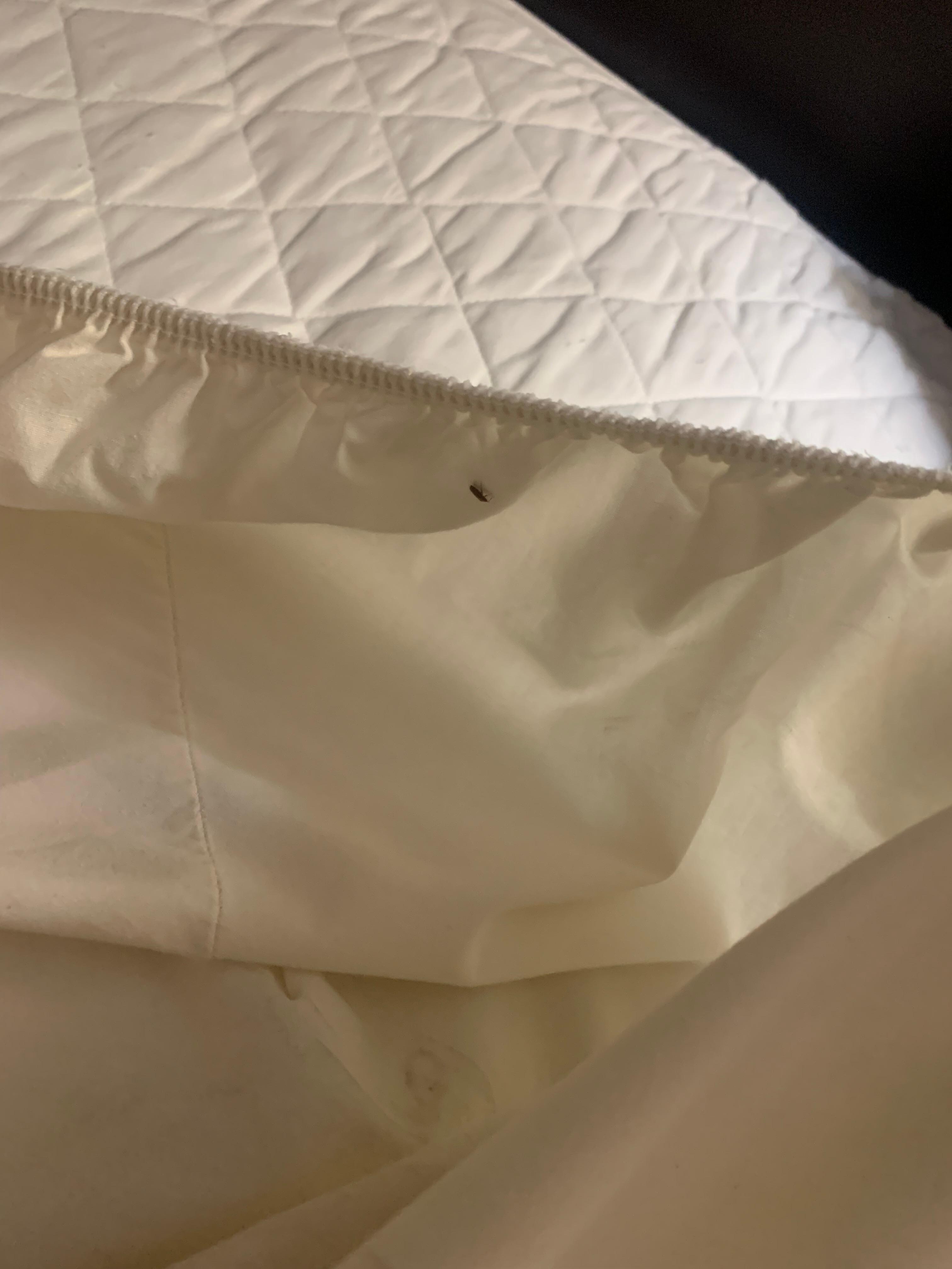 Bed bug