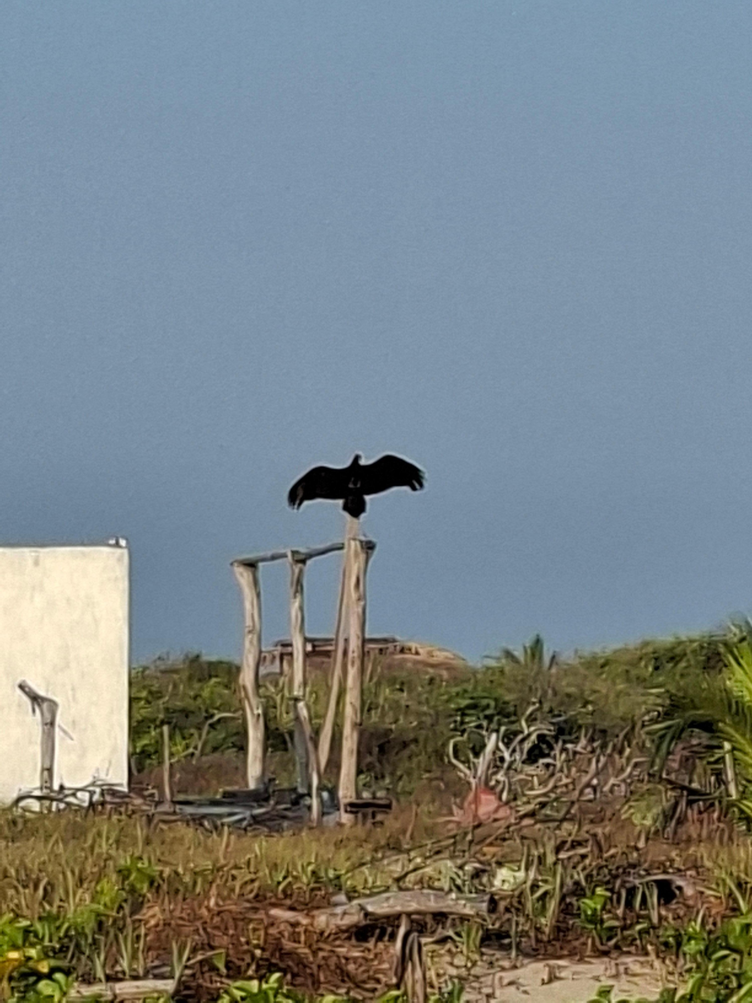 próposito del viaje: avistamiento de aves
