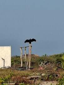 próposito del viaje: avistamiento de aves