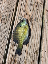 Catch and release fish