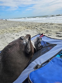 Sherna on beach