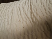 Bugs