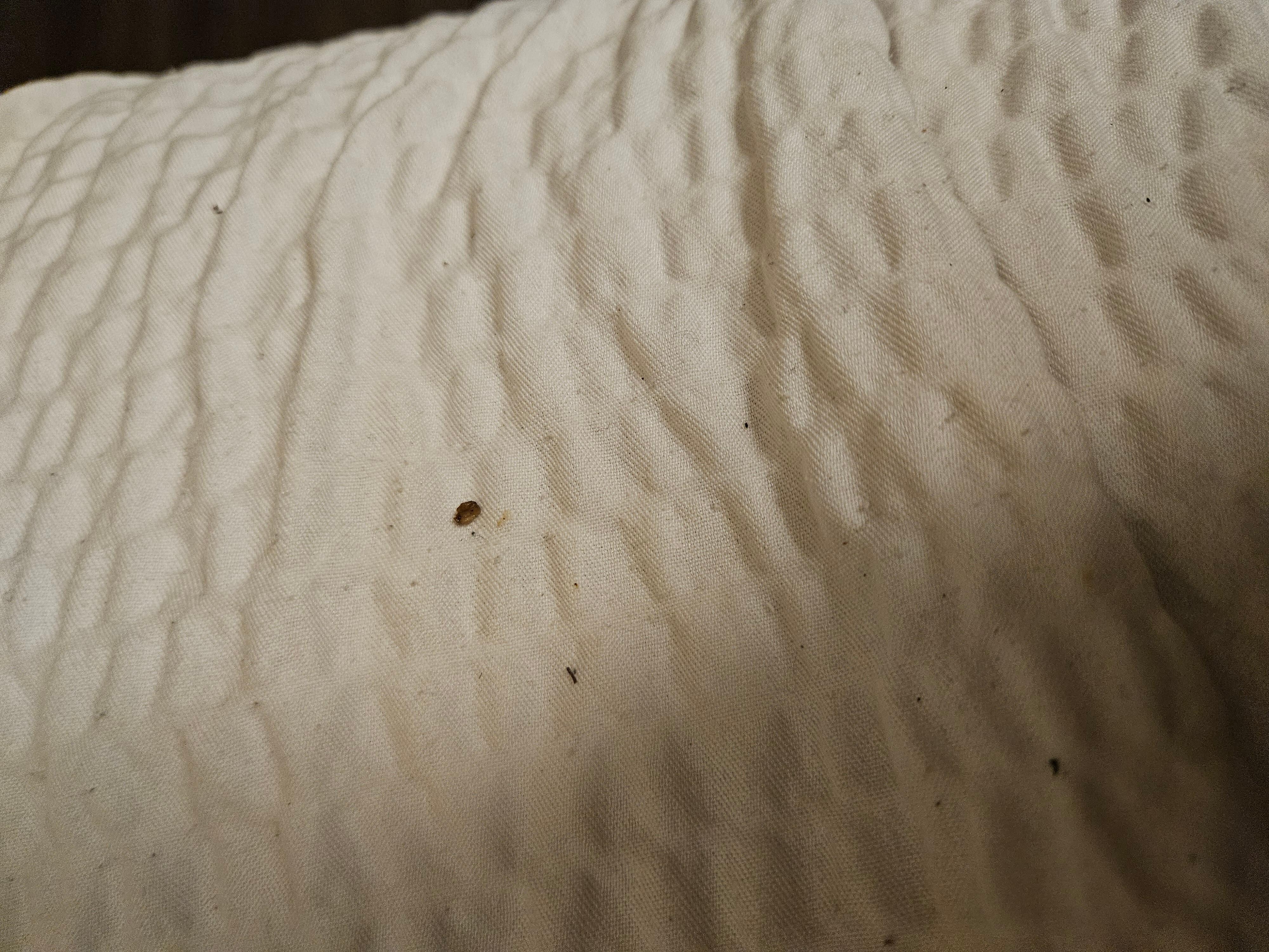 Bugs