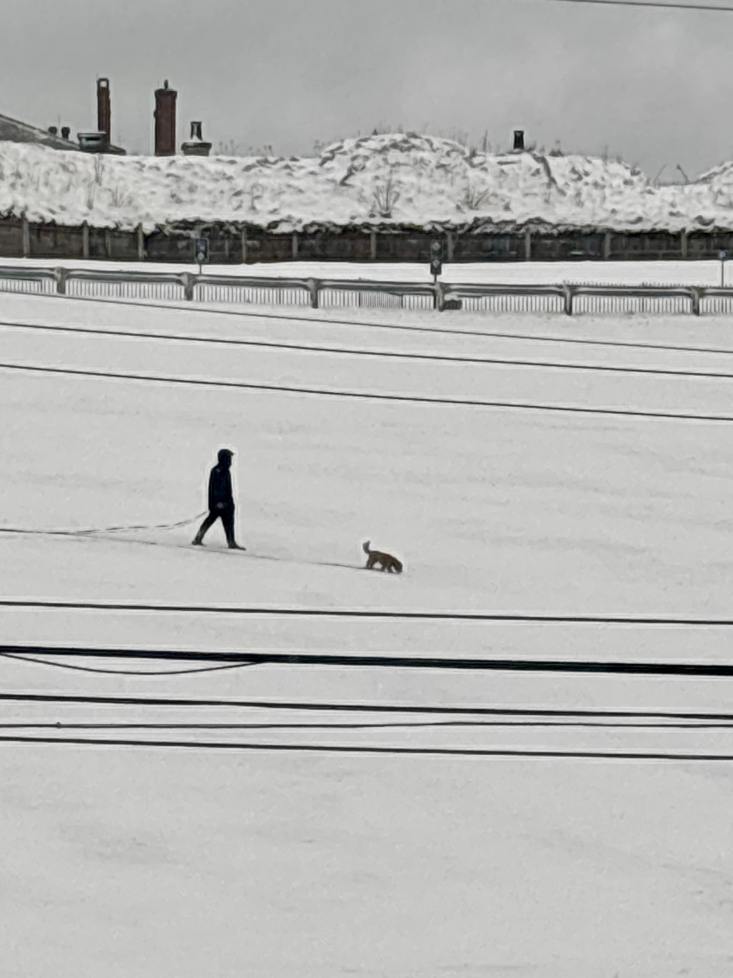 Taken out the living room window on our snow day.