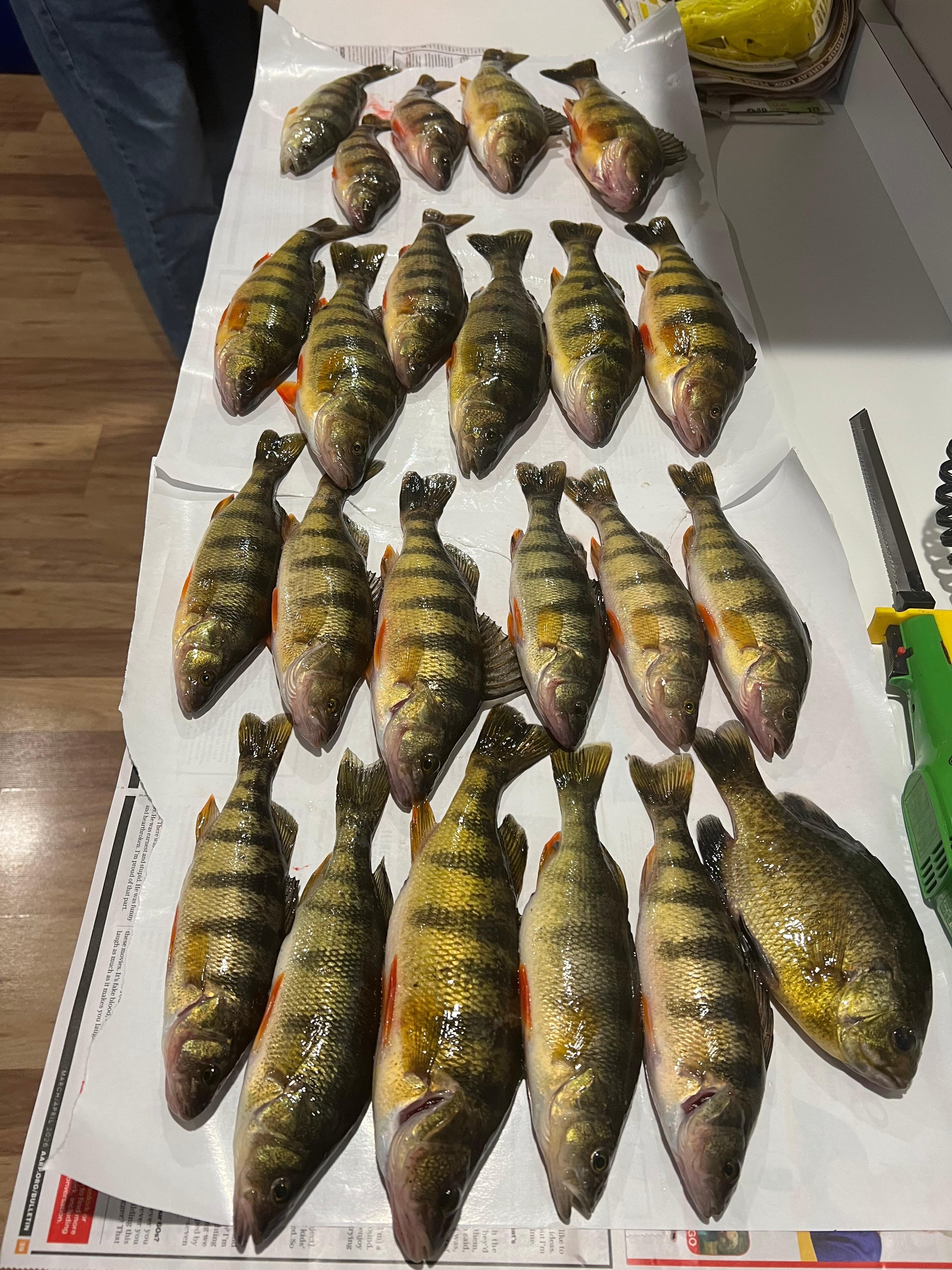 Eagles weren’t the only ones catching fish!