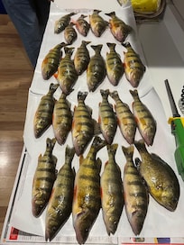 Eagles weren’t the only ones catching fish!