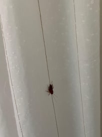 Cucaracha el las cortinas del hotel
