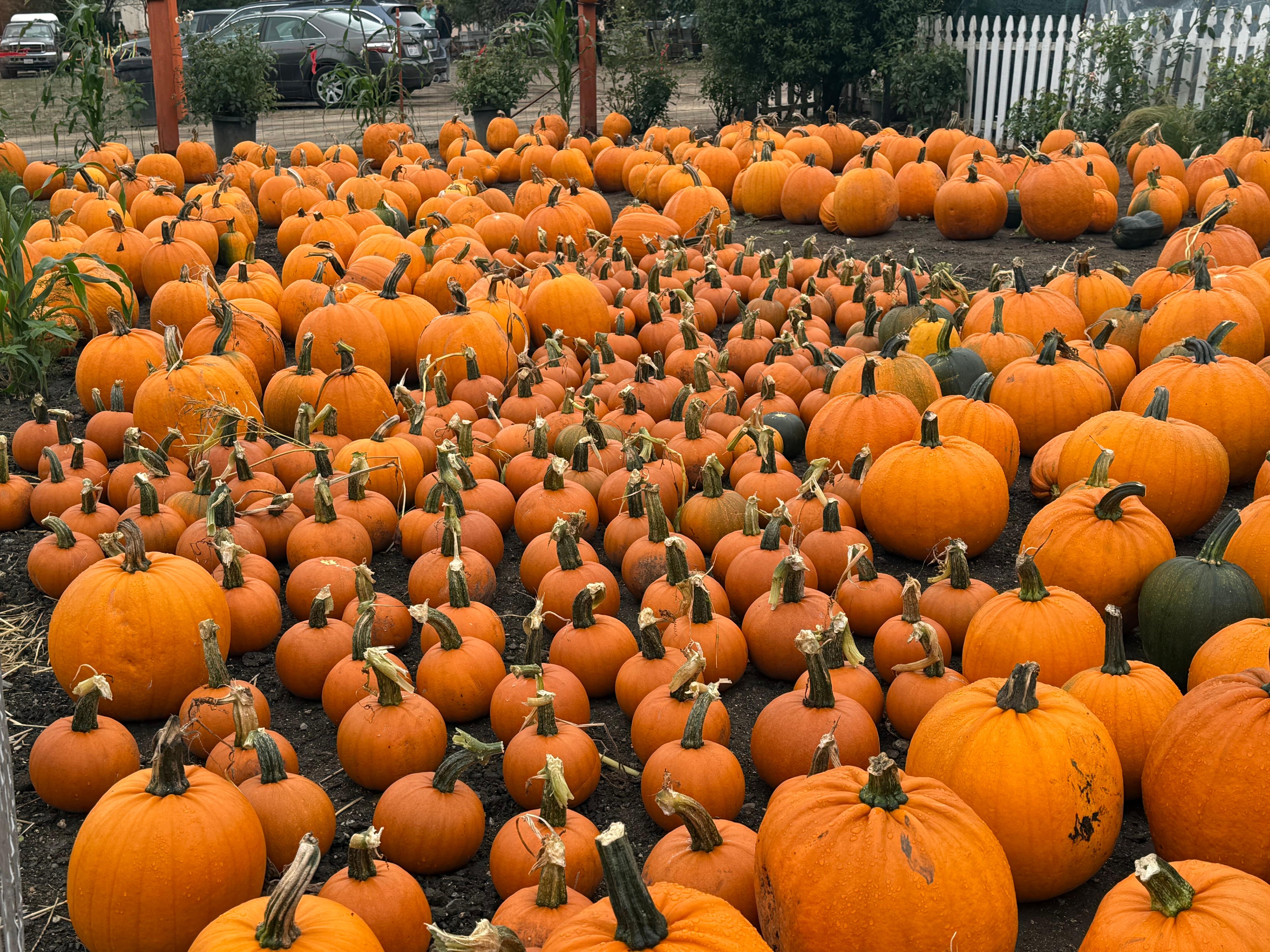 Hwy.35 has amazing nurseries and is only minutes from HalfMoon Bay.