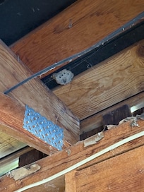 One of multiple wasps nests inside the garage