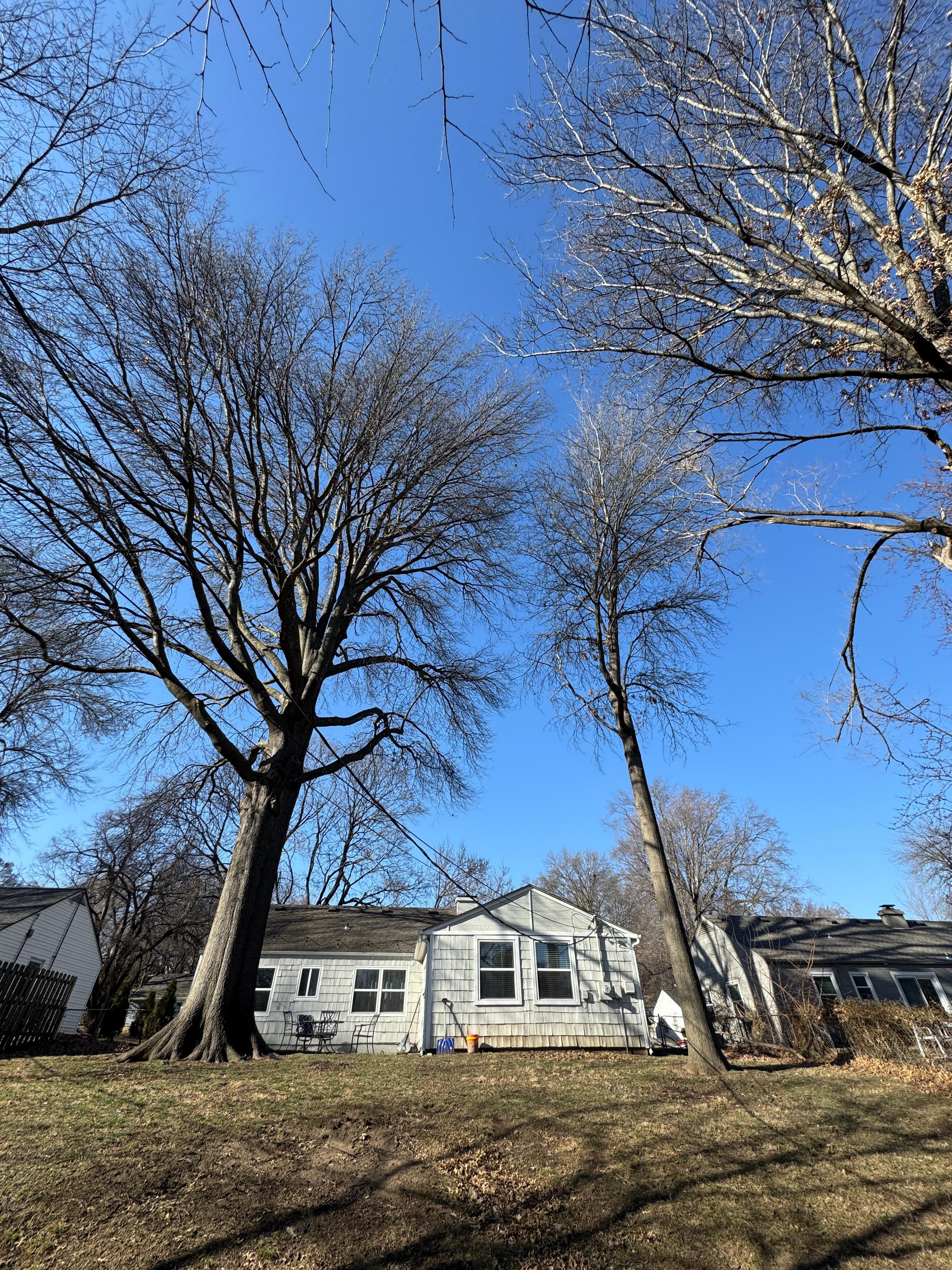 Tall trees in the back yard