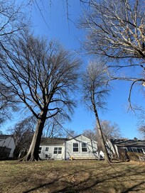 Tall trees in the back yard