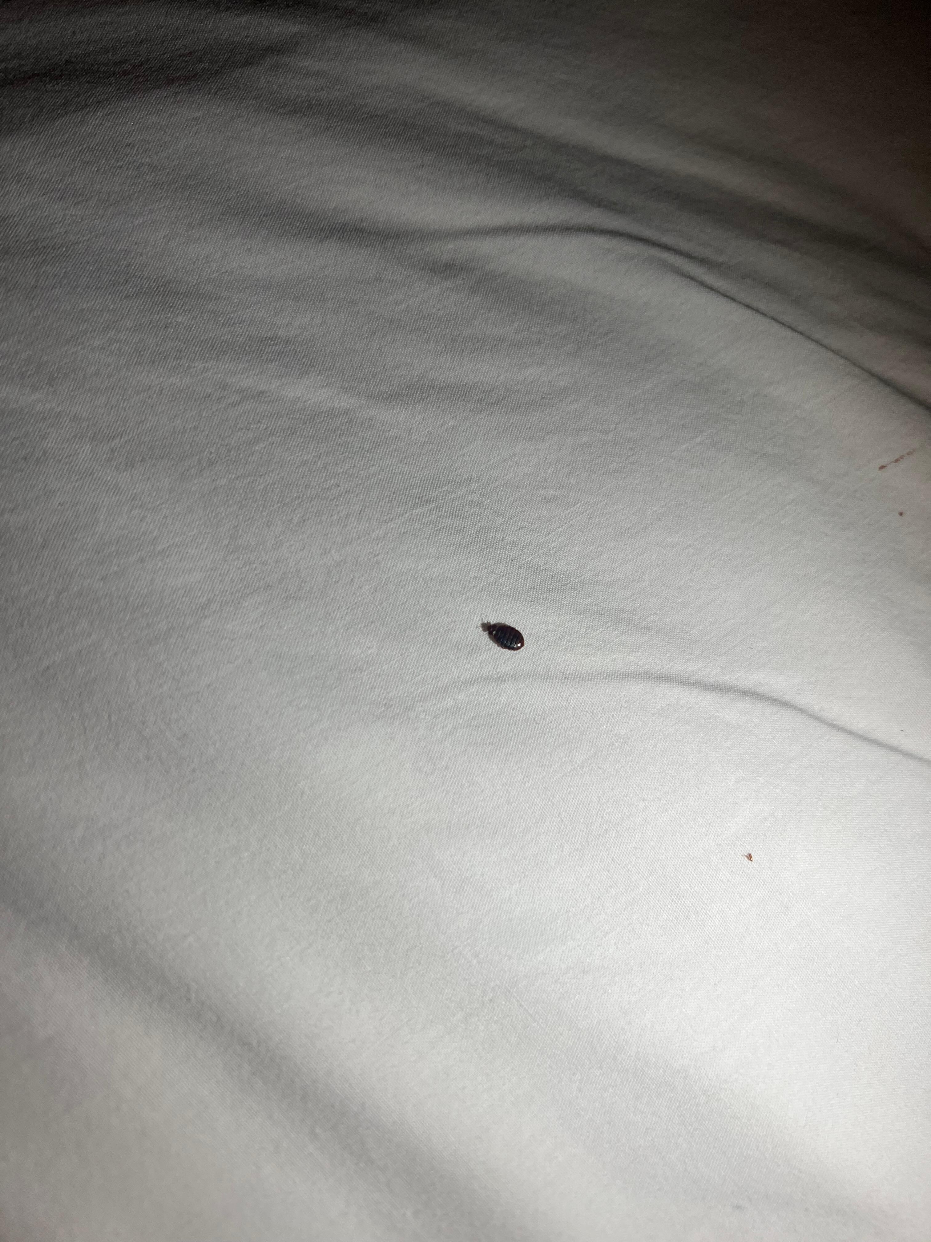 Bed bug 1