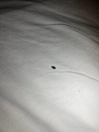 Bed bug 1