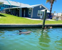 Dolphin visiting
