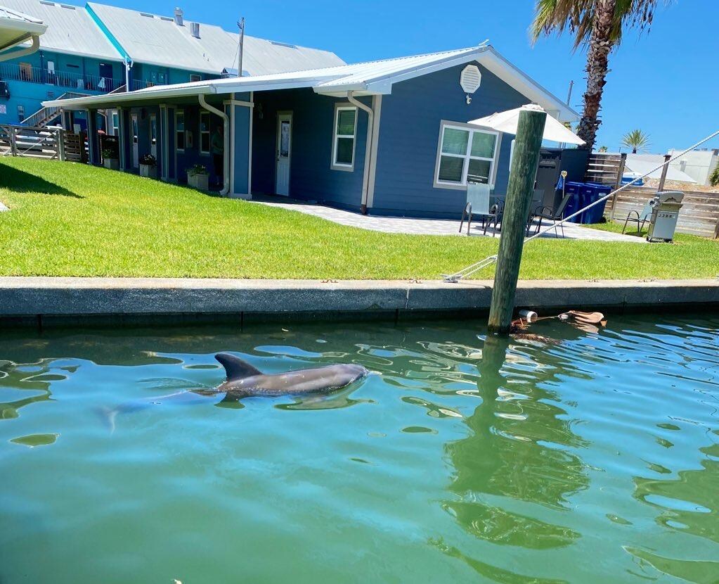 Dolphin visiting