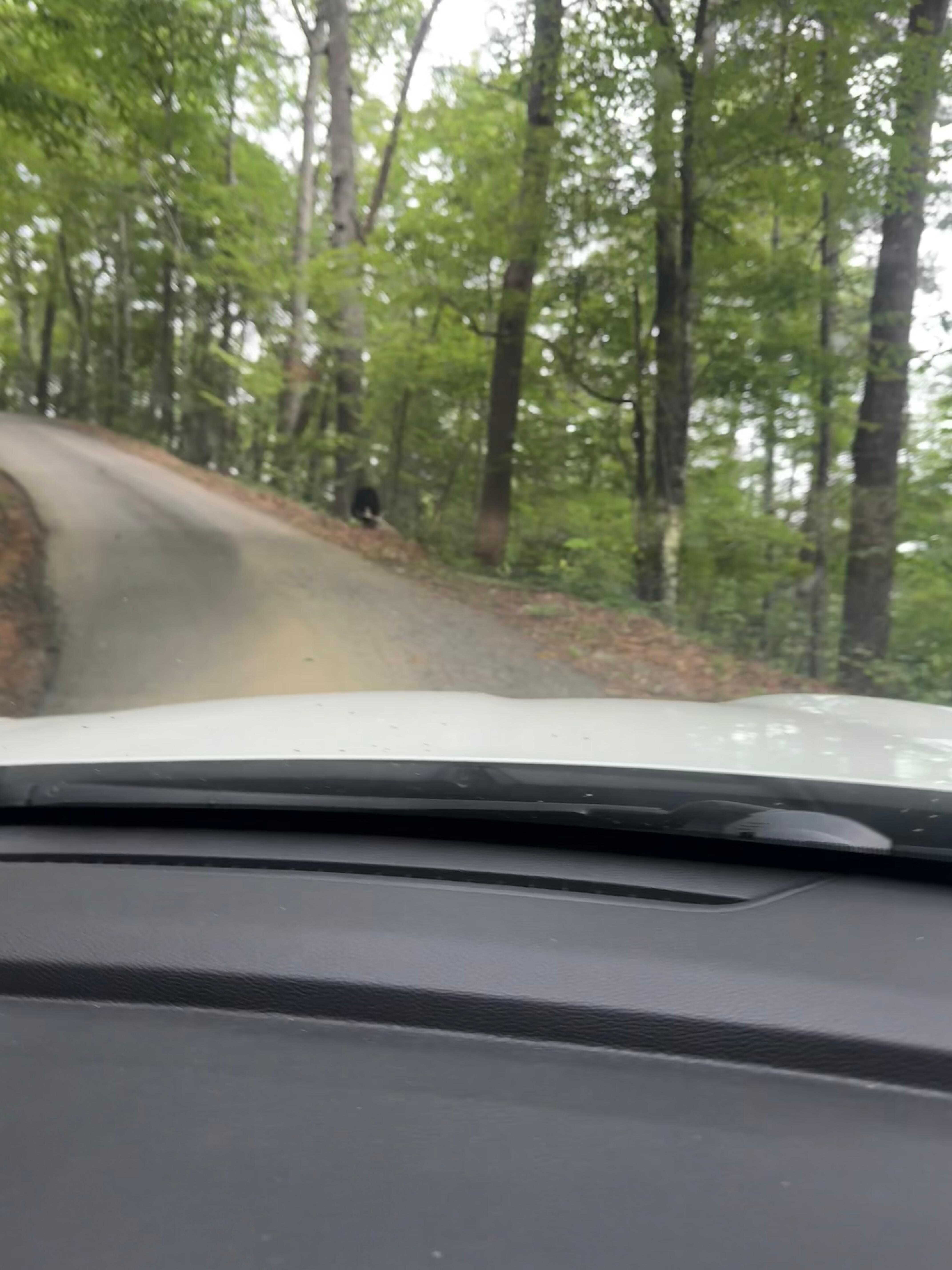 The black spot is a bear that was crossing the road as we headed up to the cabin 