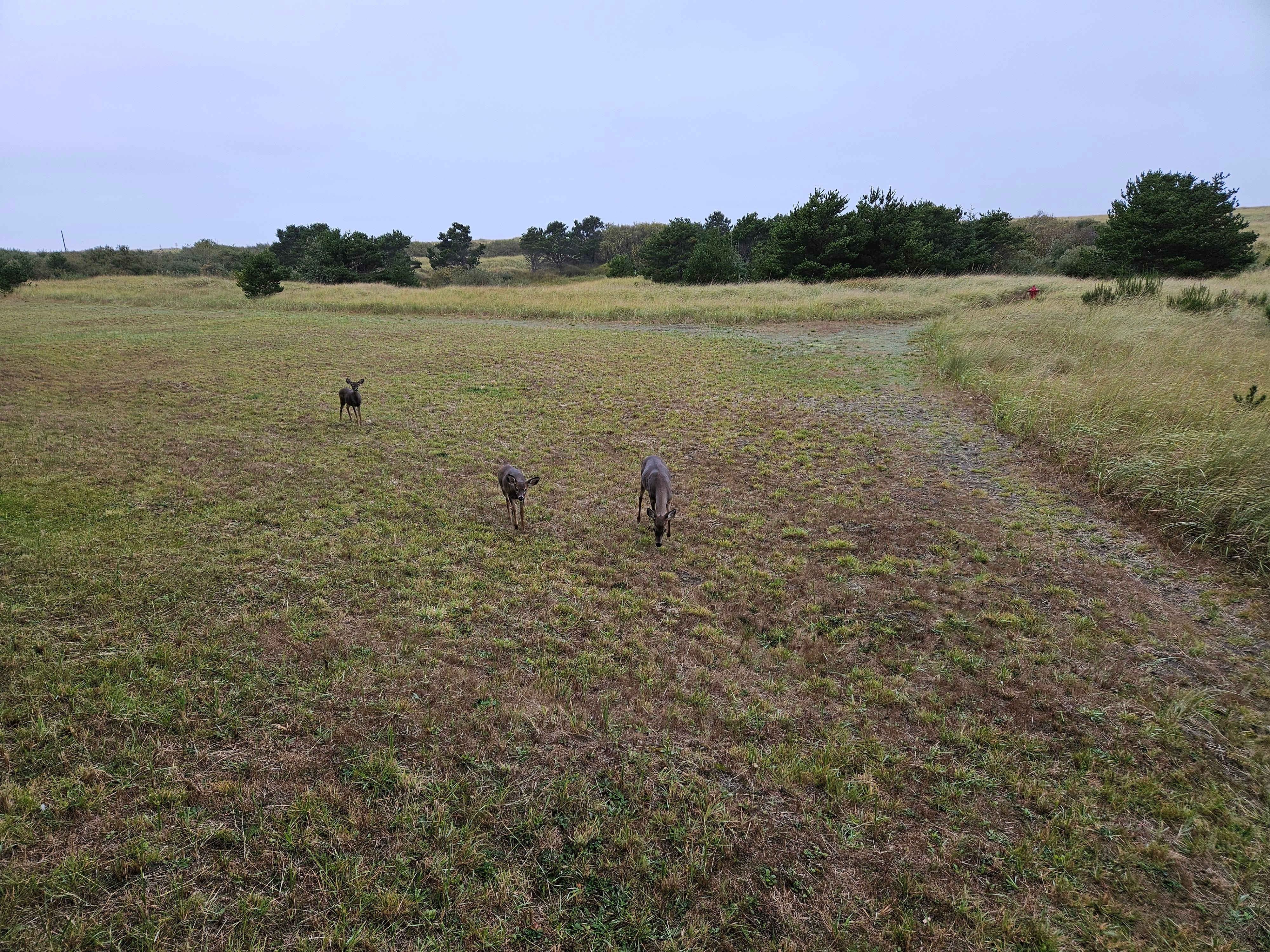 A few of the morning visitors. 