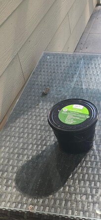 Spider webs debris and dust all over outside table