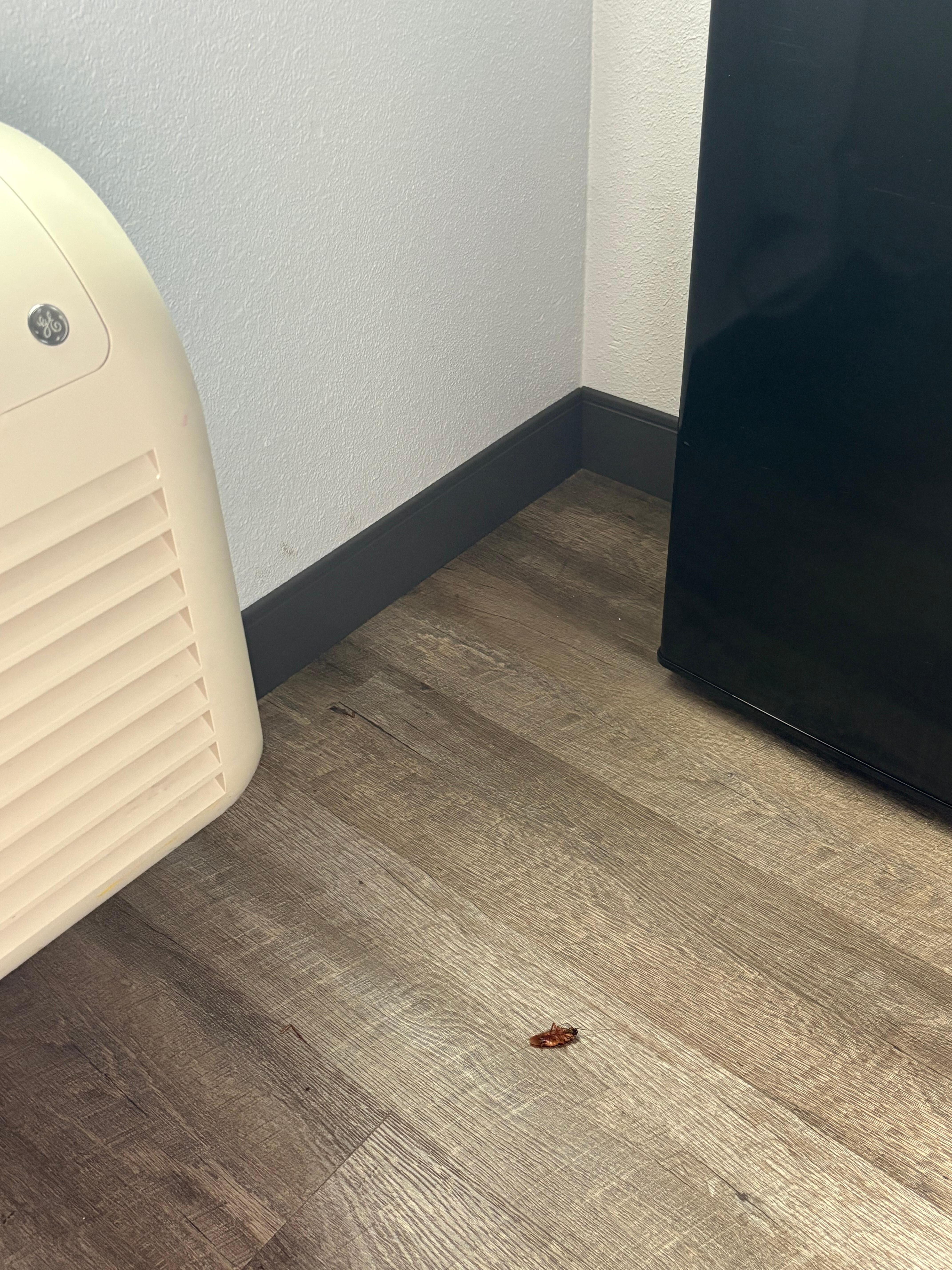 Cockroach right there at the fridge. Pictures included and handed front staff the cockroach I just had to kill in their cups and she just said 10% discount. 
Called manager and been 9 hours but no call back. 
We were on 9th floor, room 914…physically