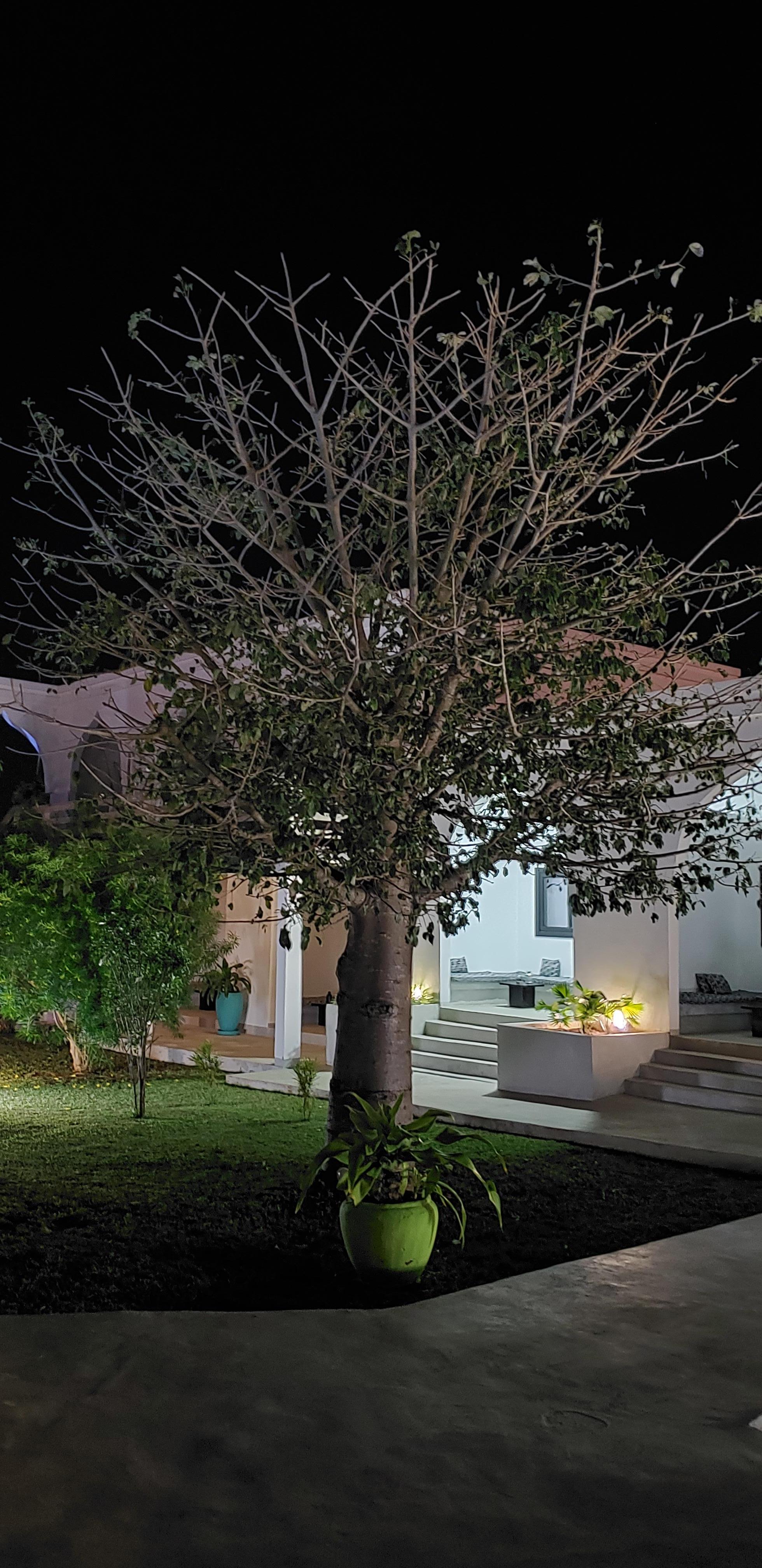 Baobab tree in the beautiful landscape surrounding the main swimming pool